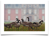4 - Ten Geese - Chris Beesley